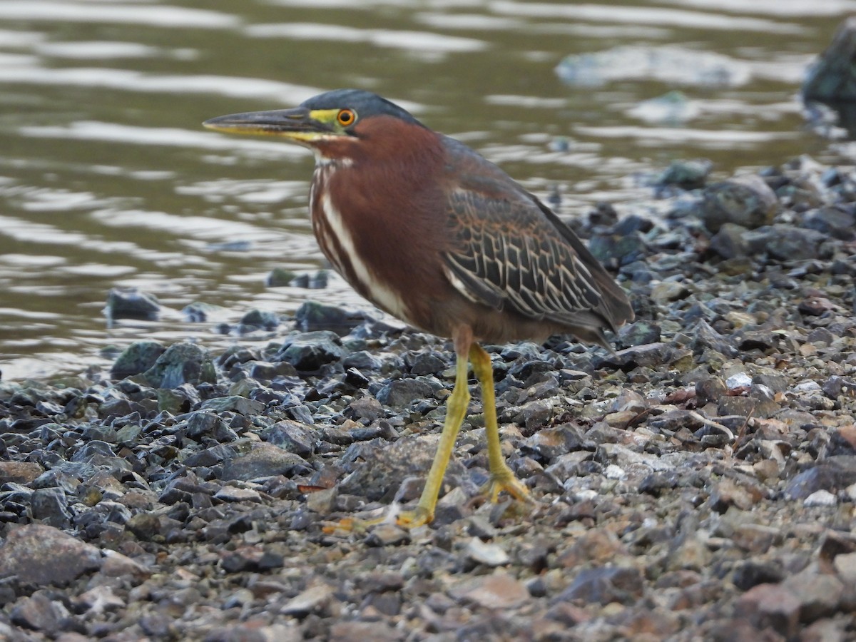 Green Heron - ML620418489