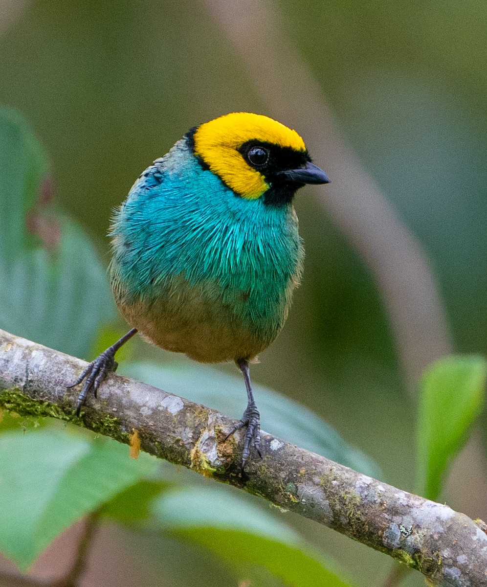 Saffron-crowned Tanager - ML620418494