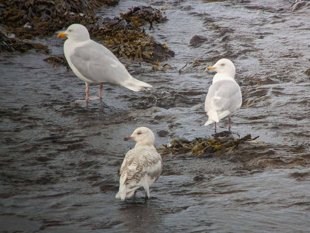 Iceland Gull - ML620418499