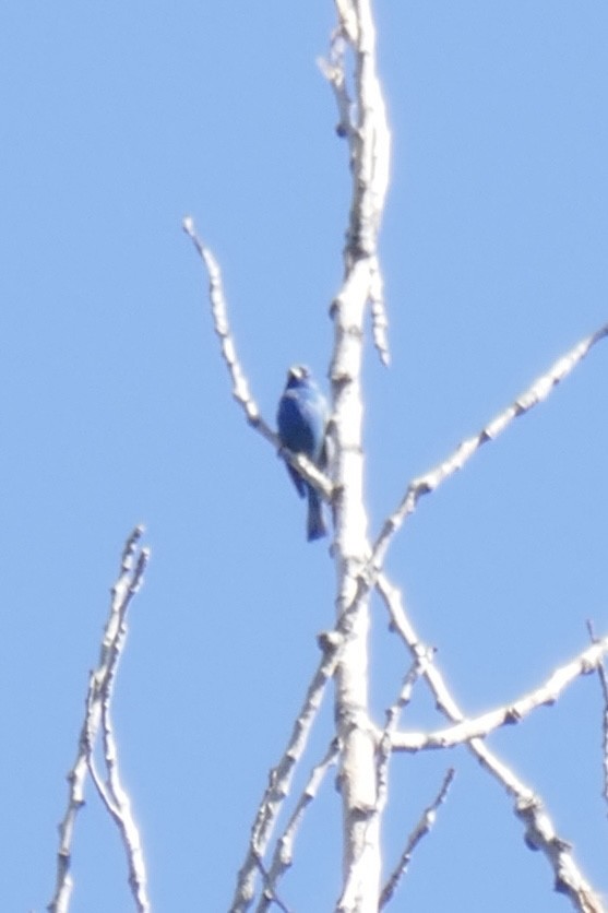 Indigo Bunting - ML620418500