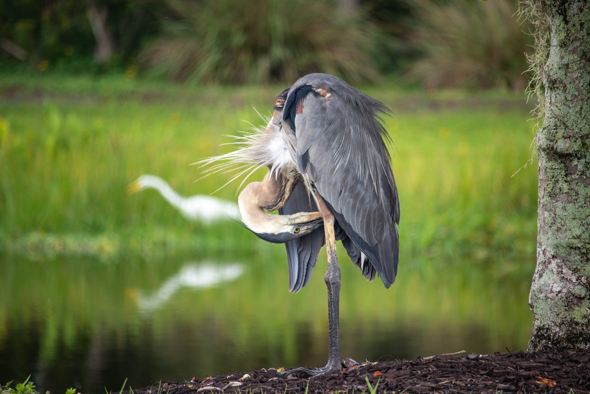 Great Blue Heron - ML620418507