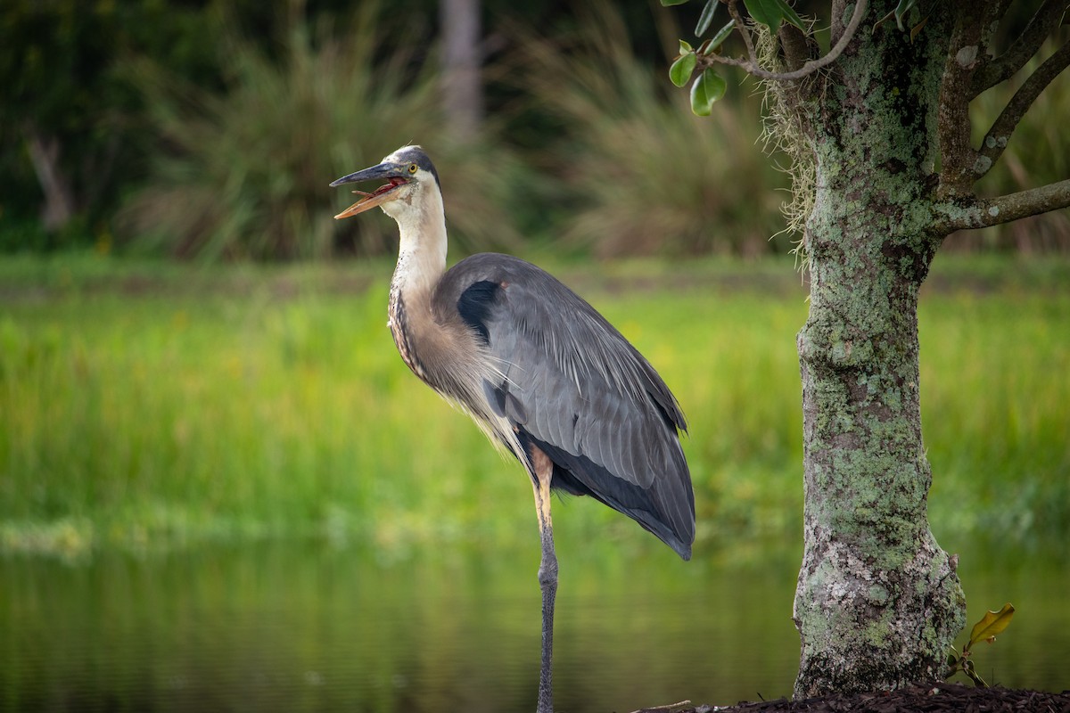 Great Blue Heron - ML620418508