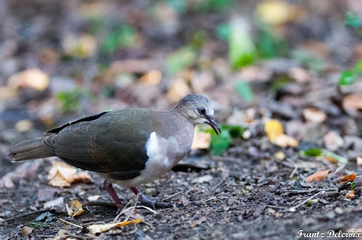 Grenada Dove - ML62041851