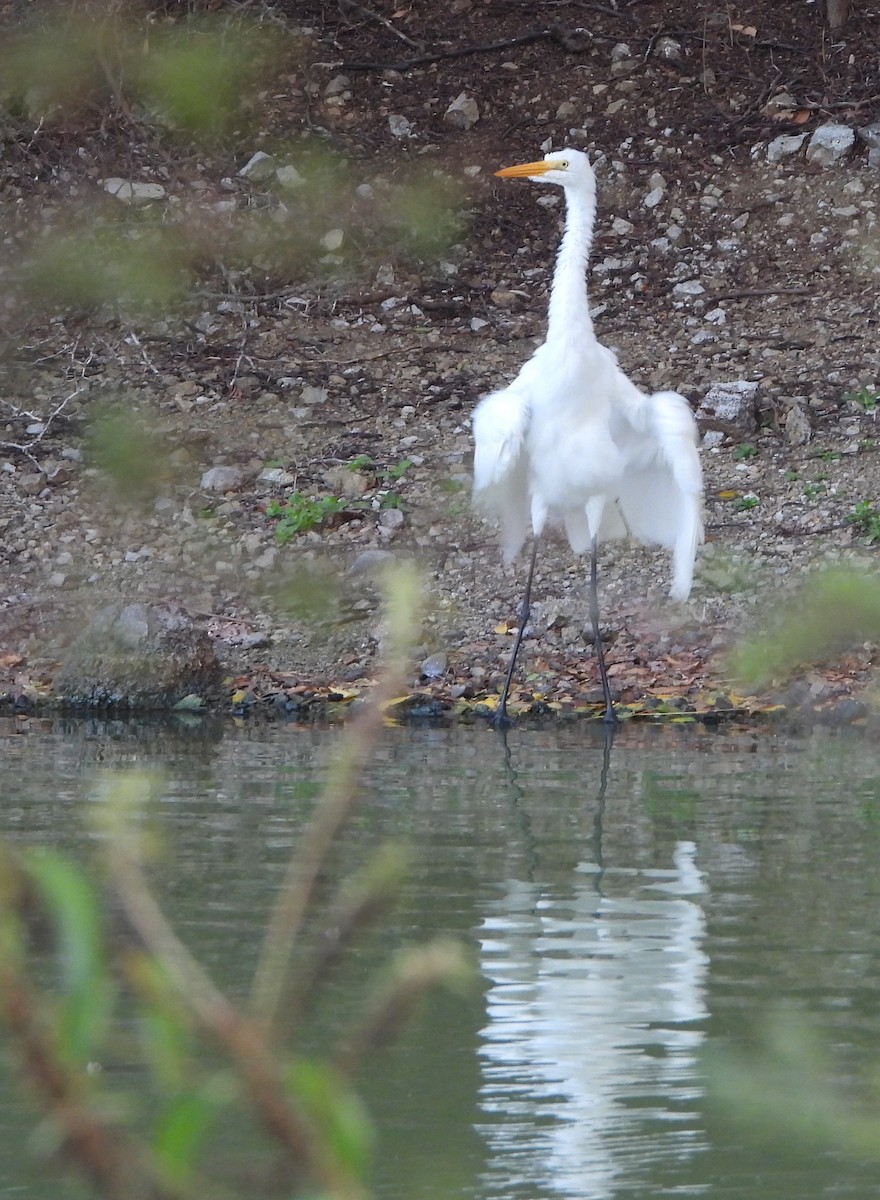 Great Egret - ML620418518