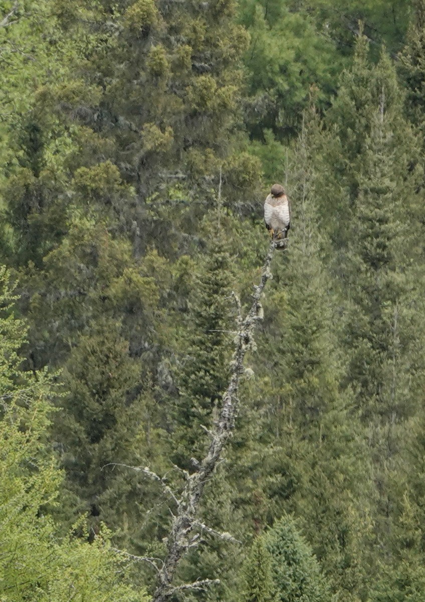 Broad-winged Hawk - ML620418521