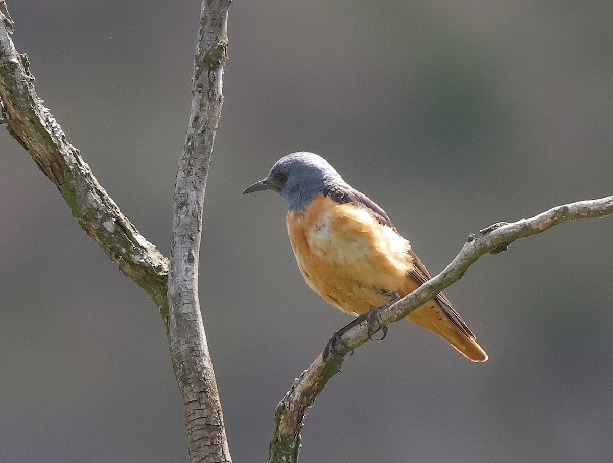 Rufous-tailed Rock-Thrush - ML620418526