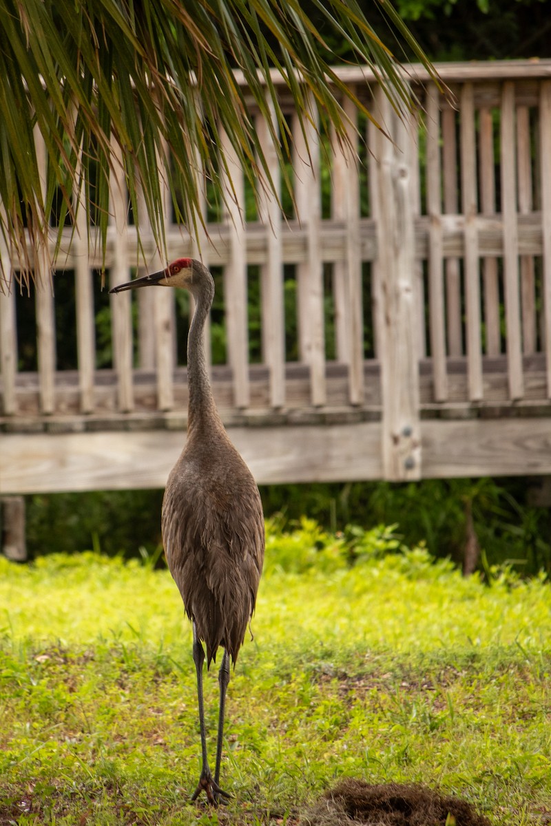 Sandhill Crane - ML620418528