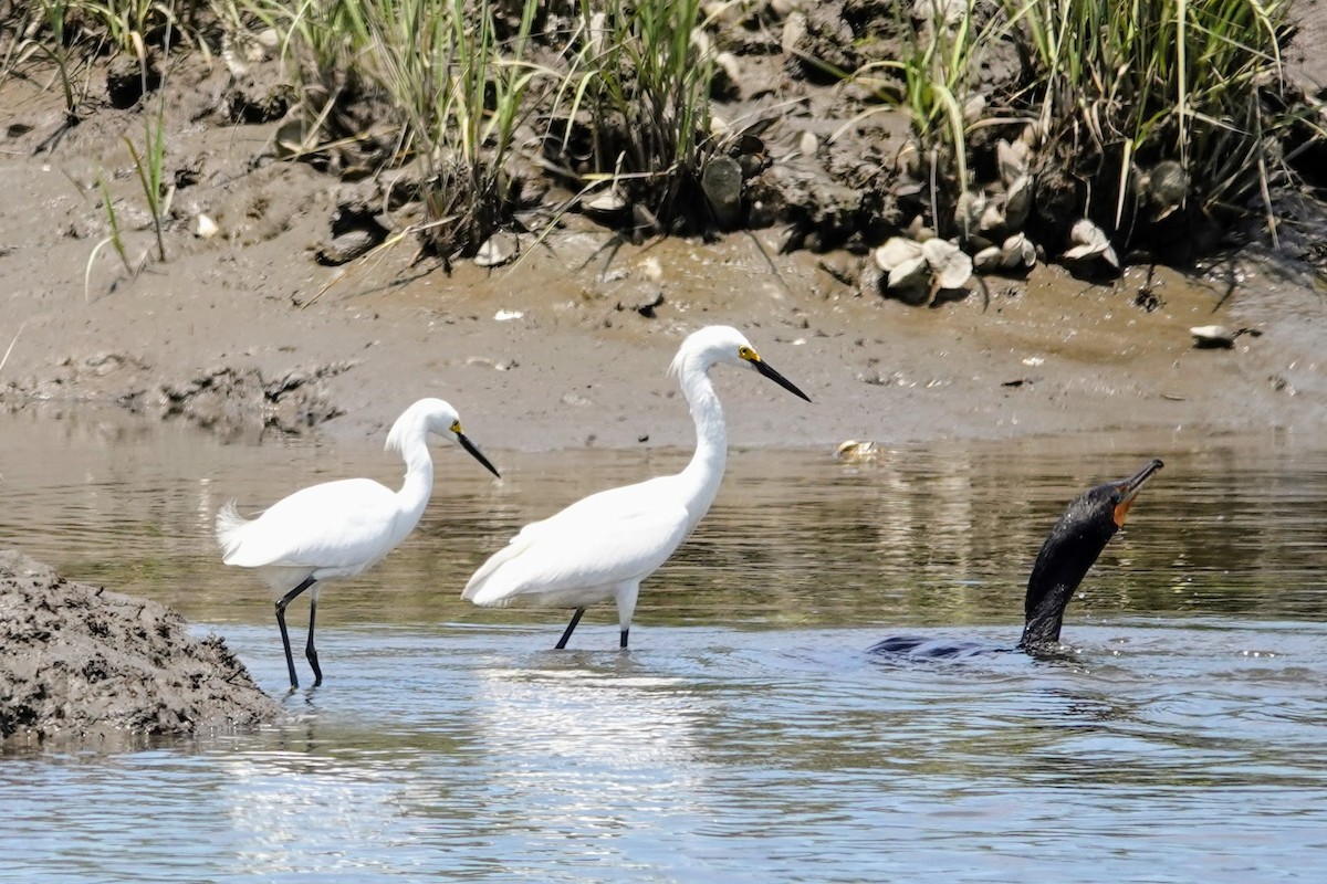 Snowy Egret - ML620418537