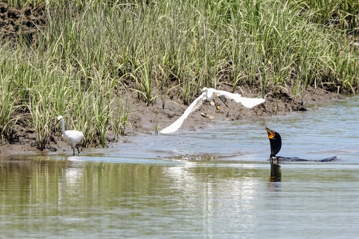 Snowy Egret - ML620418538