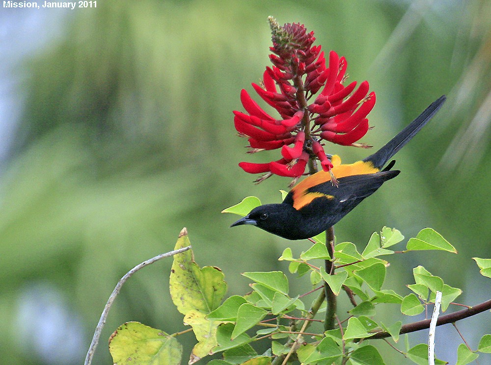 Black-vented Oriole - ML620418543