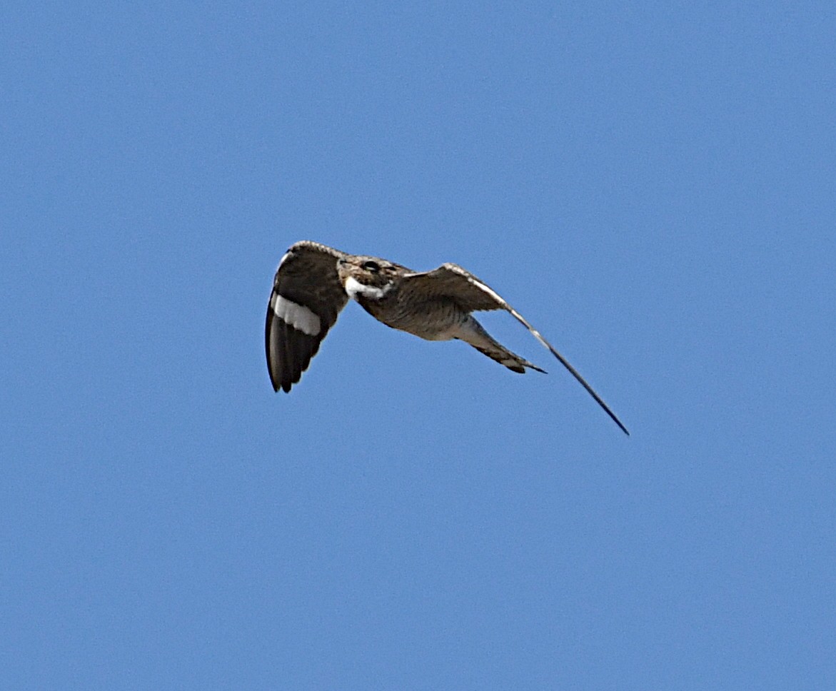 Common Nighthawk - Glenn Wyatt