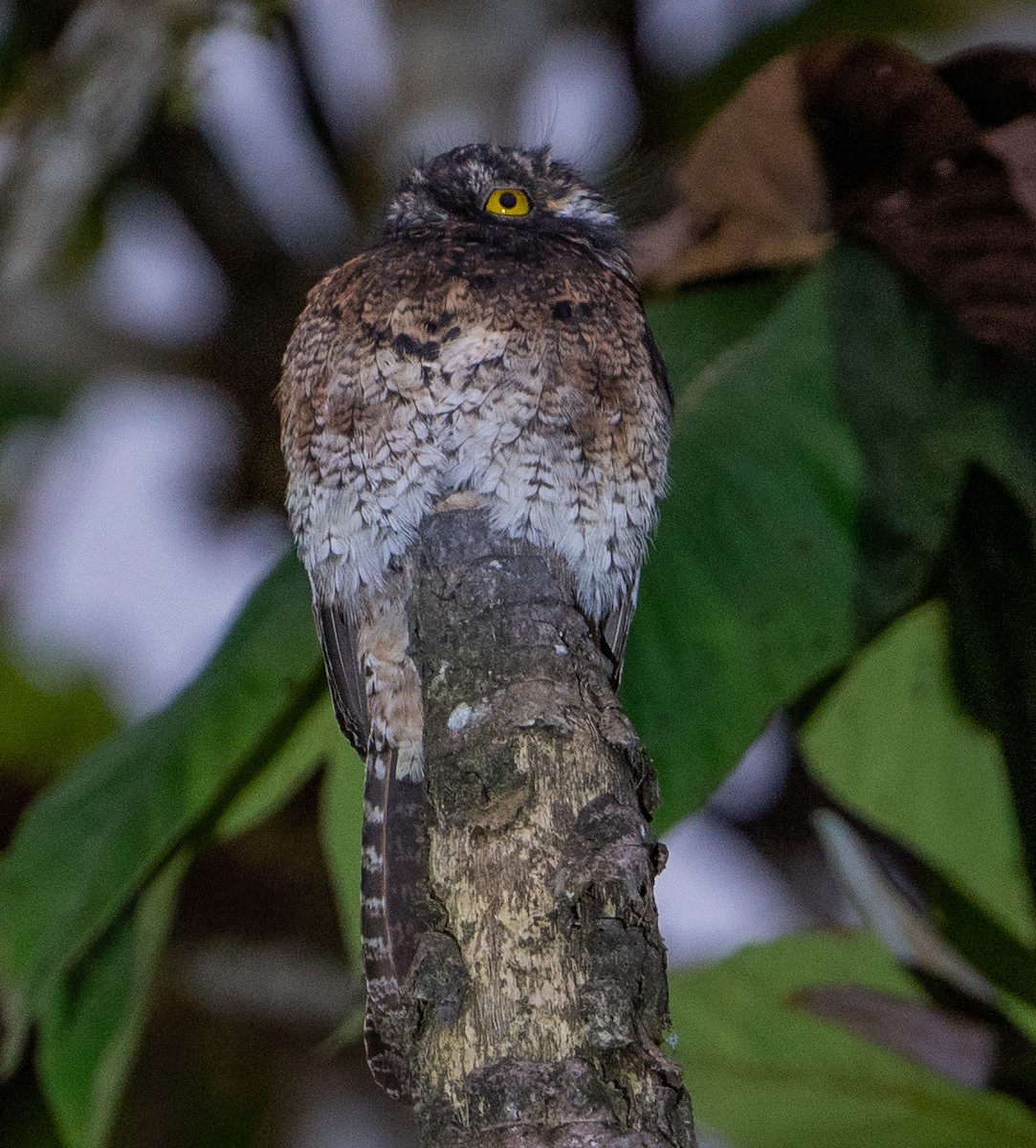 Andean Potoo - ML620418551