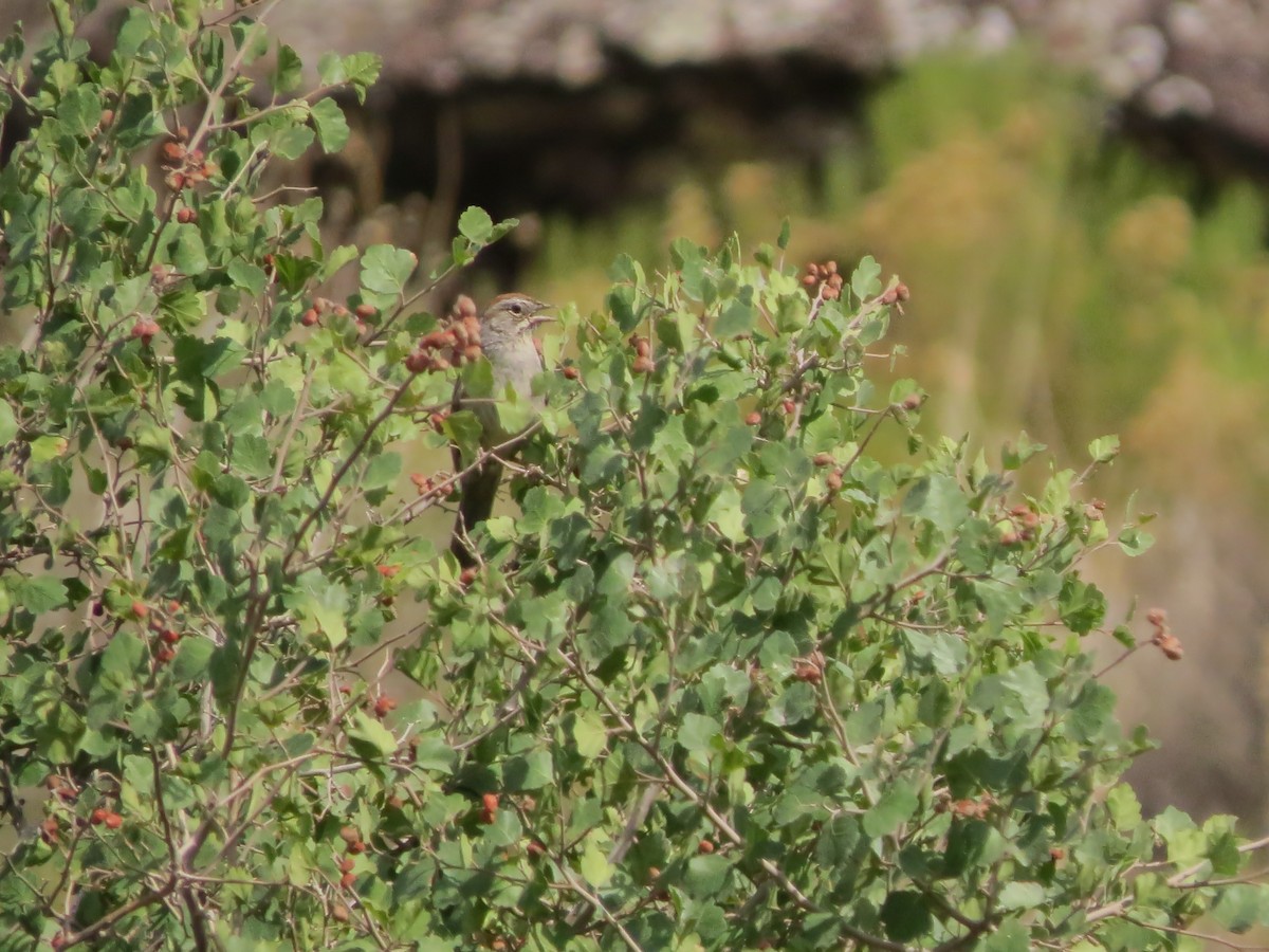 Rufous-crowned Sparrow - F Alvarez