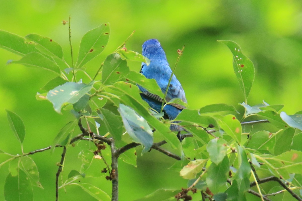 Indigo Bunting - ML620418572