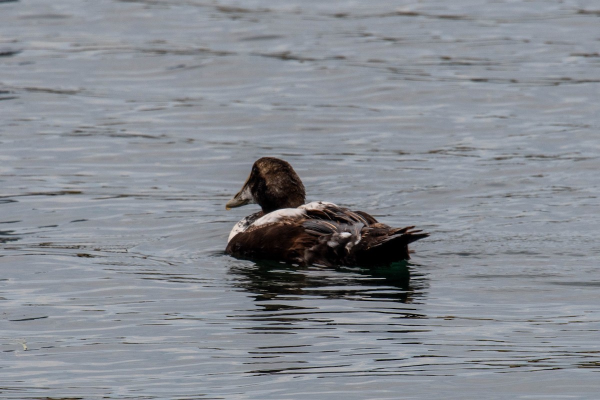 Common Eider - ML620418582