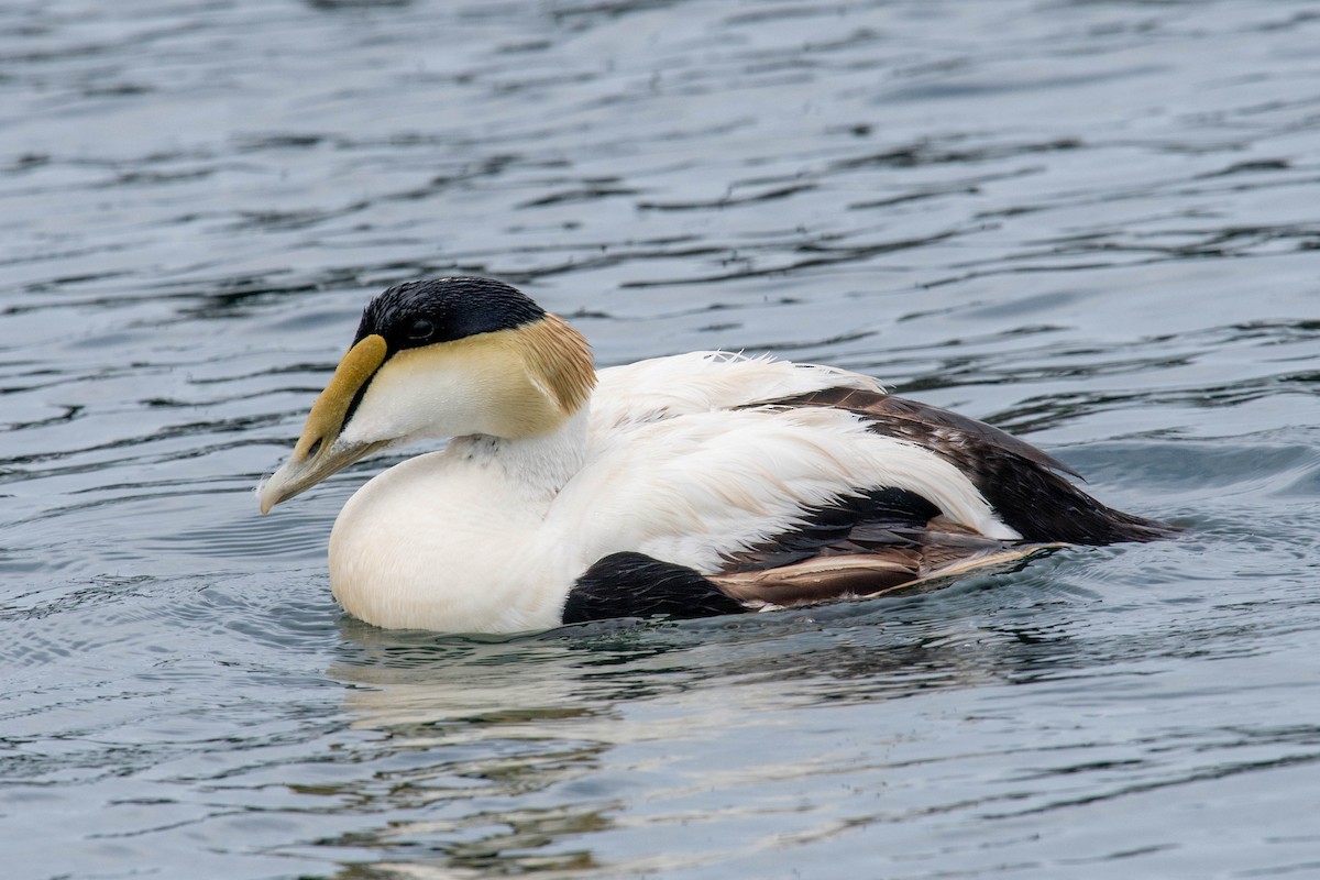 Common Eider - ML620418583