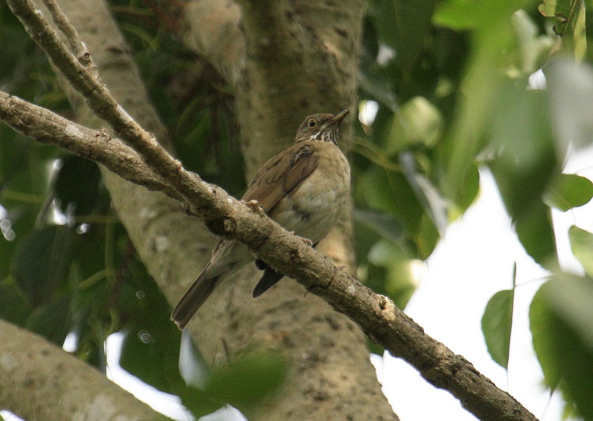 White-throated Thrush (White-throated) - ML620418585