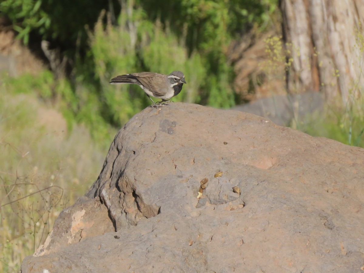 Black-throated Sparrow - ML620418592