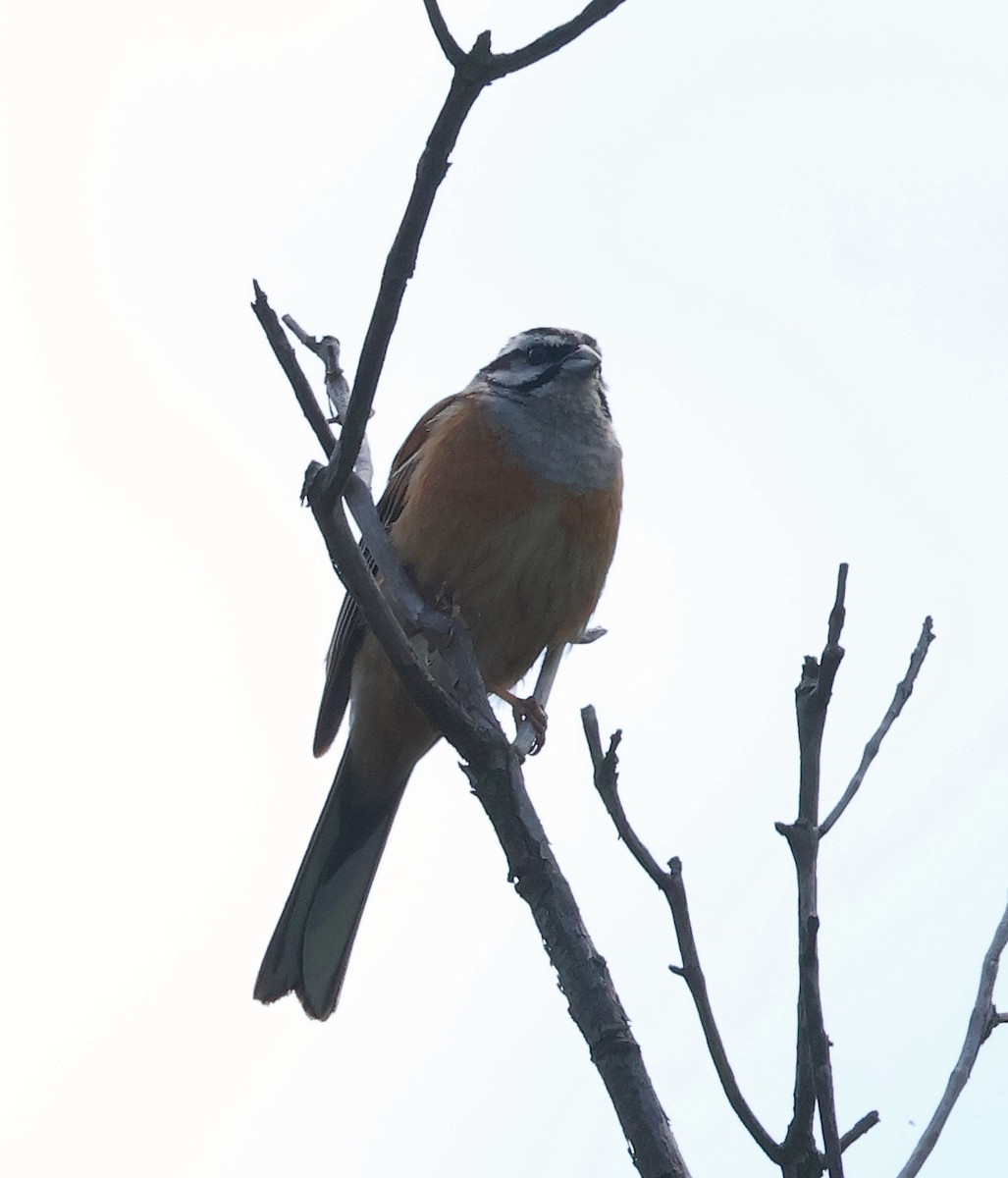 Rock Bunting - ML620418593