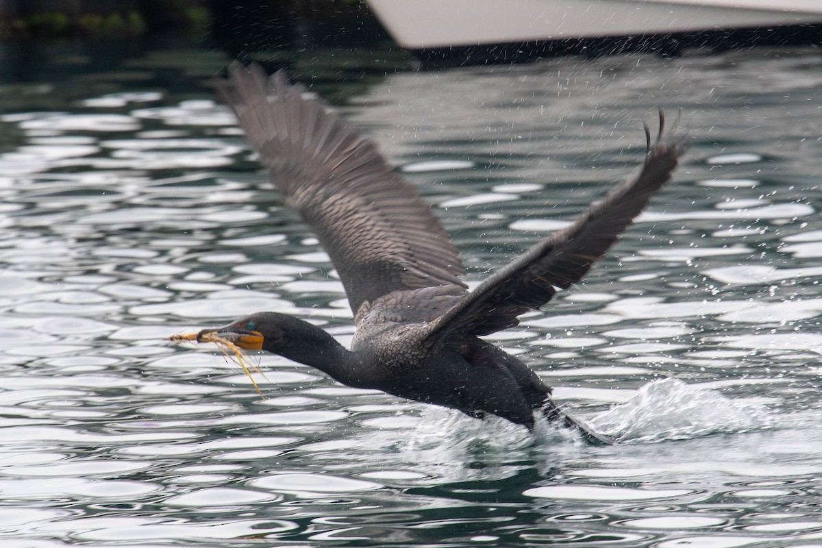 Double-crested Cormorant - ML620418599