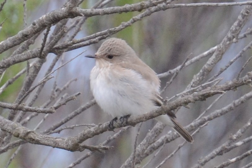 Spotted Flycatcher (Mediterranean) - ML620418602