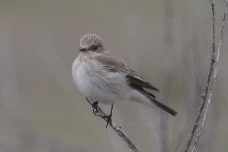 Spotted Flycatcher (Mediterranean) - ML620418604