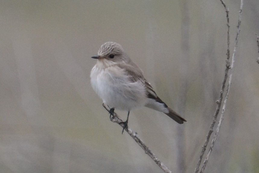 Spotted Flycatcher (Mediterranean) - ML620418605