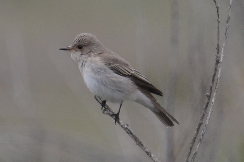 Spotted Flycatcher (Mediterranean) - ML620418606