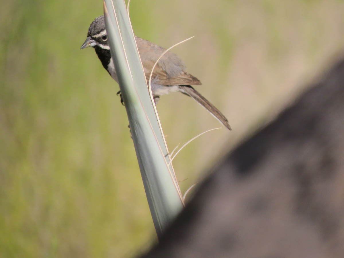 Black-throated Sparrow - ML620418607