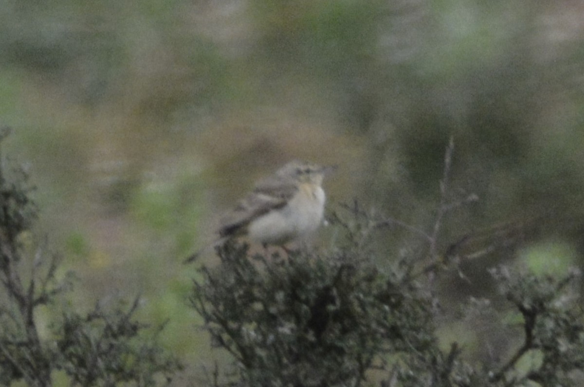 Tawny Pipit - ML620418610