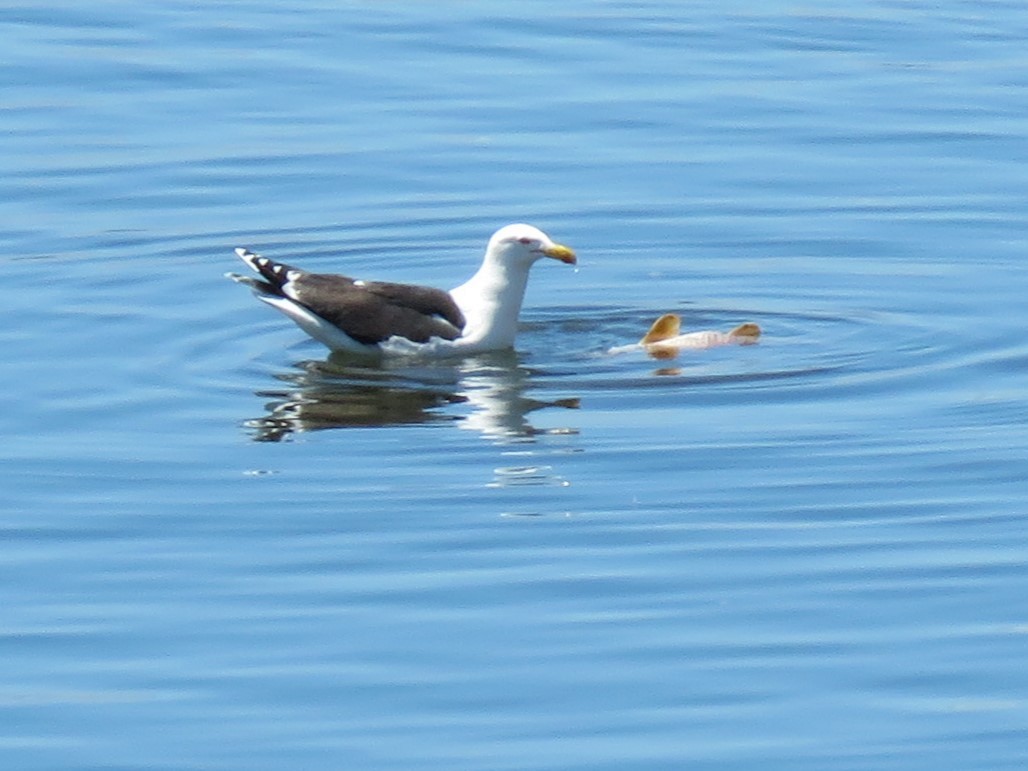 Great Black-backed Gull - Jim Mead