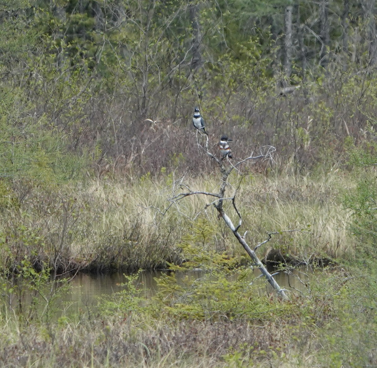 Belted Kingfisher - ML620418614
