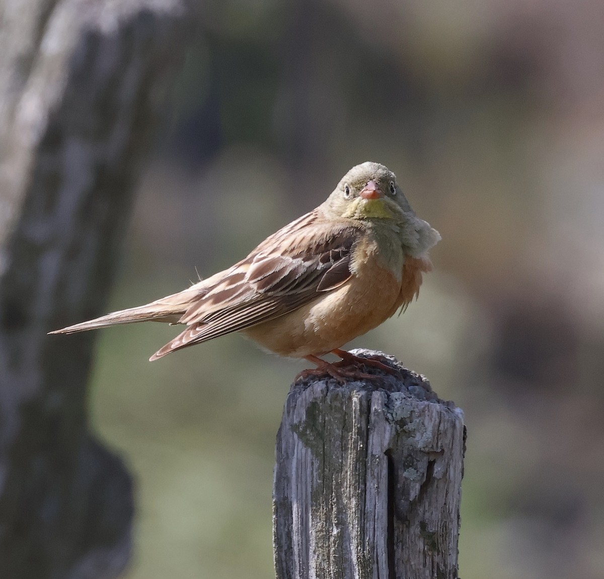 Ortolan Bunting - Mileta Čeković