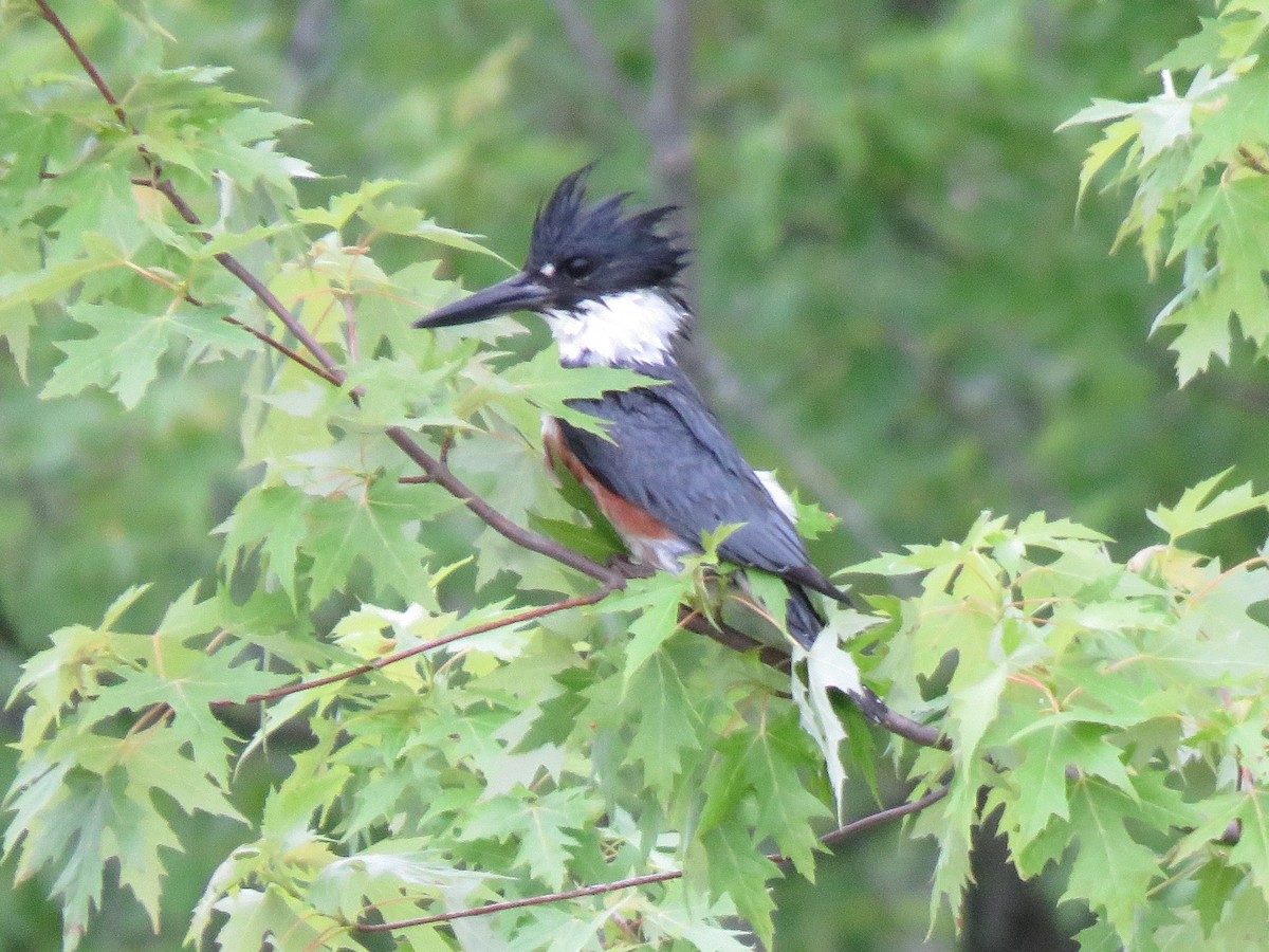 Belted Kingfisher - ML620418631