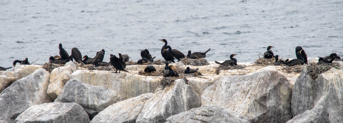 Double-crested Cormorant - ML620418640