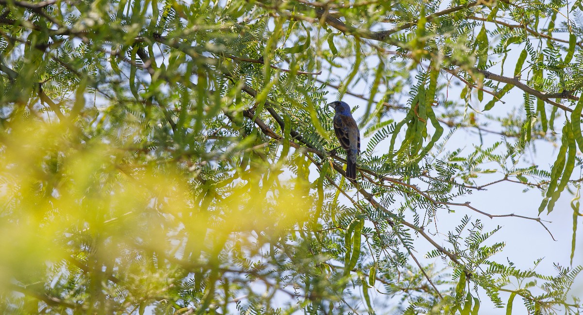 Blue Grosbeak - ML620418650