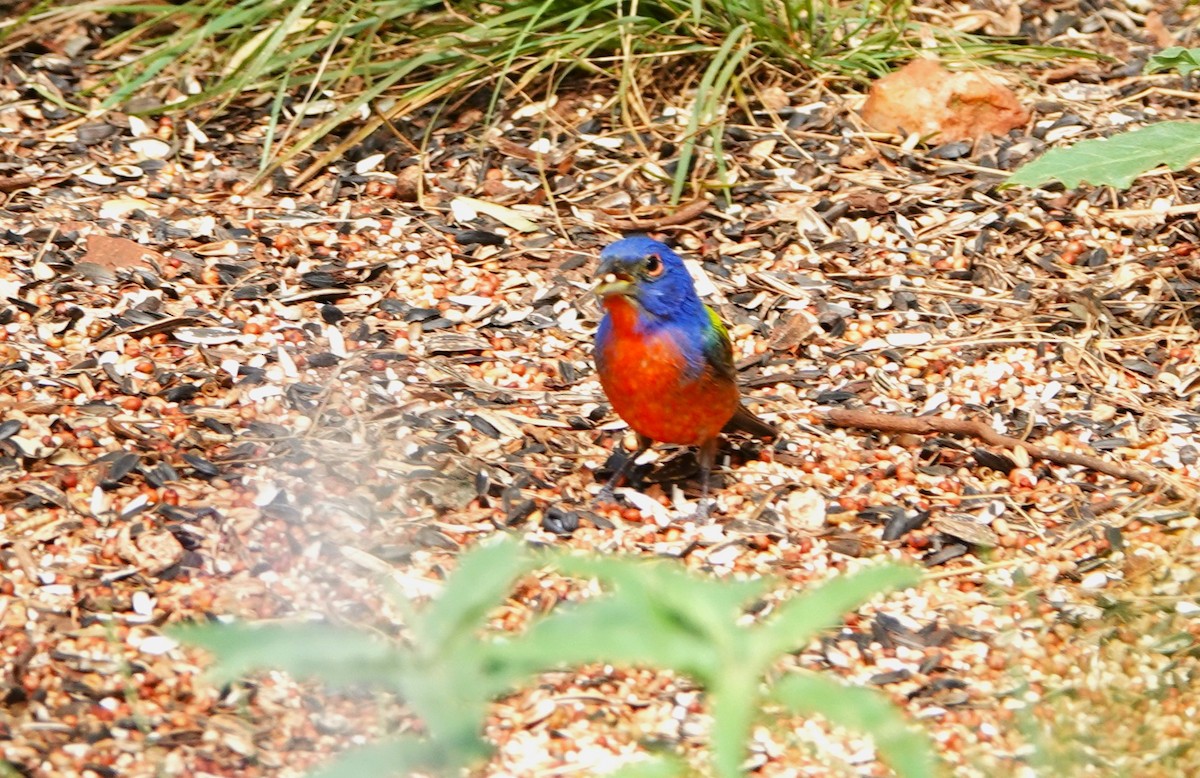 Painted Bunting - ML620418652