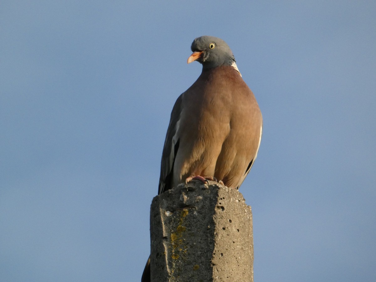 Common Wood-Pigeon - ML620418676