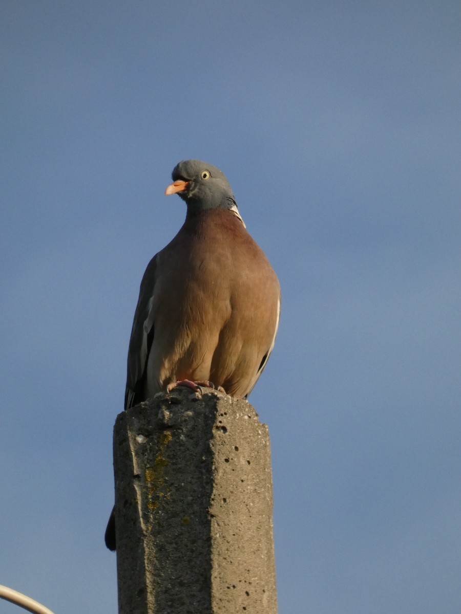 Common Wood-Pigeon - ML620418677