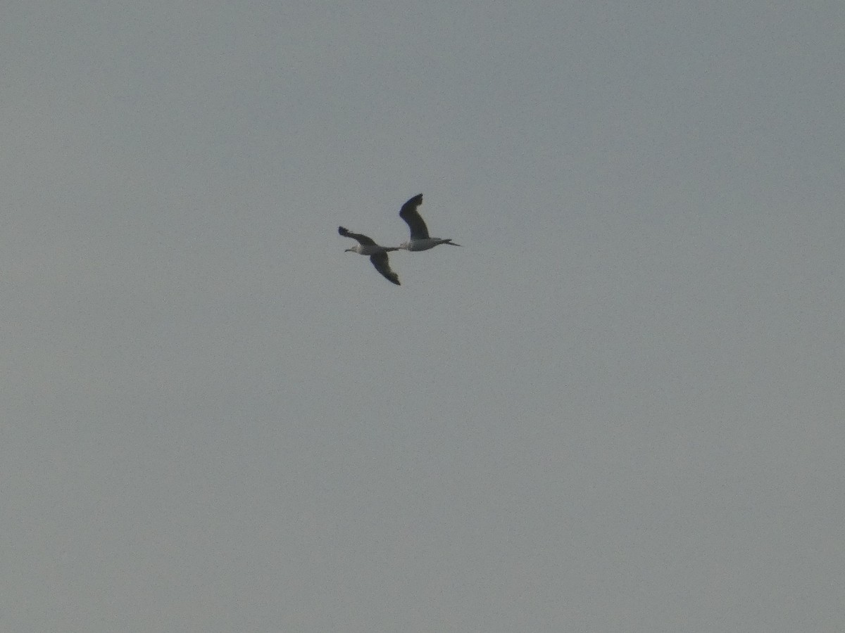 Yellow-legged Gull - Михаило Тепавчевић