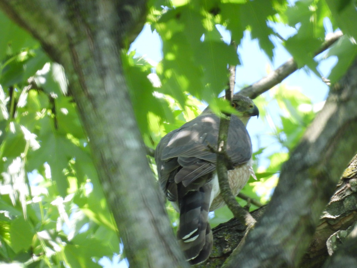 Cooper's Hawk - ML620418687