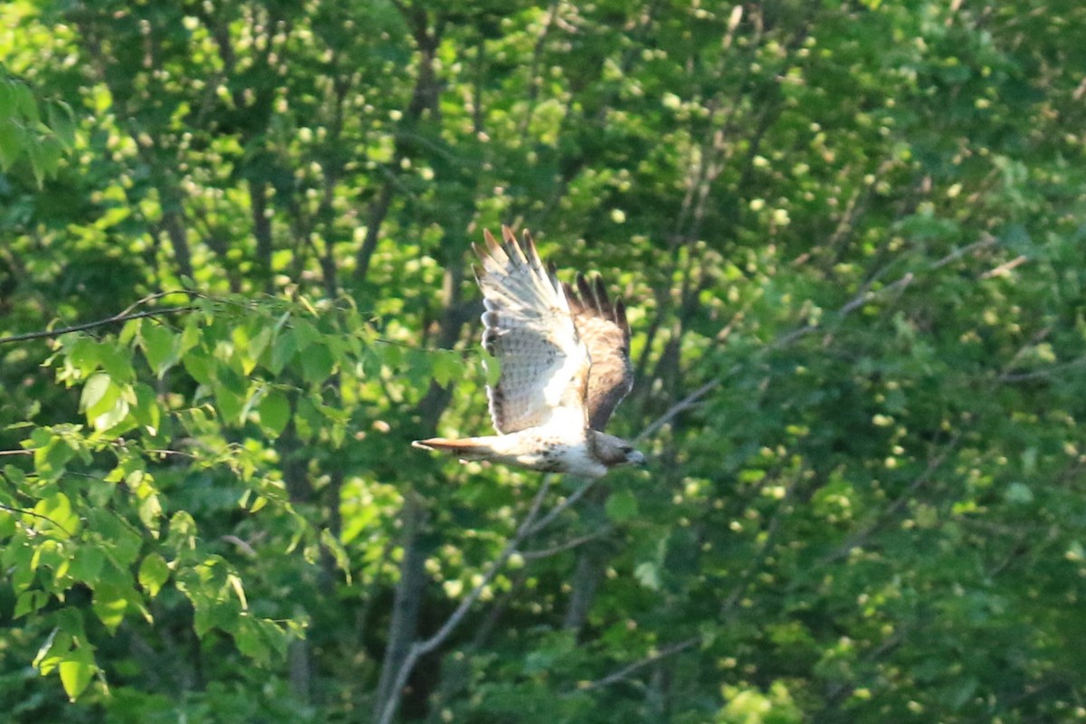 Red-tailed Hawk - ML620418695