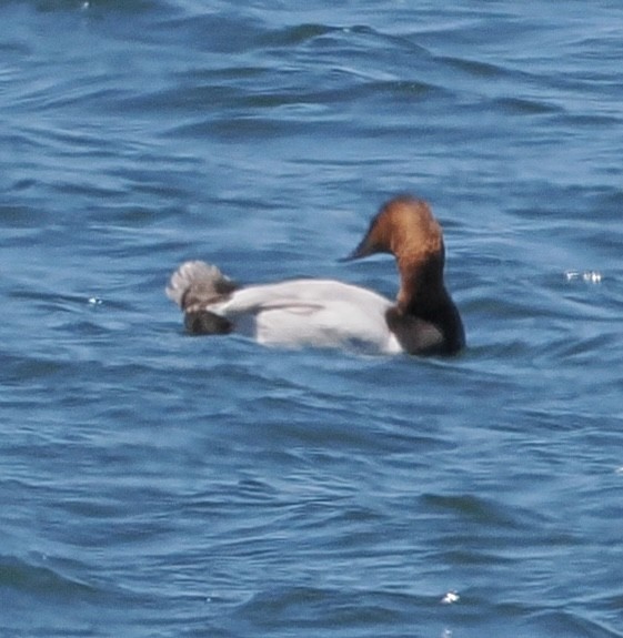 Canvasback - ML620418696