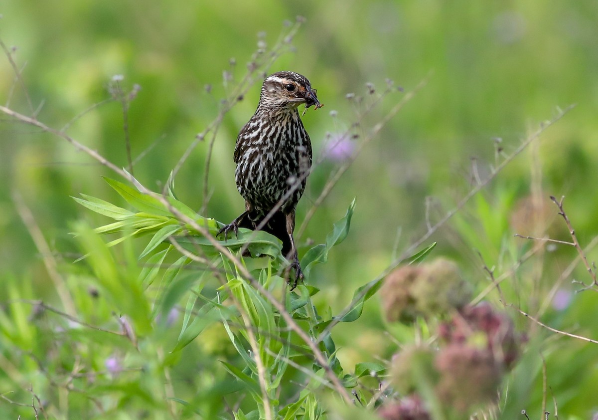 Red-winged Blackbird - ML620418705