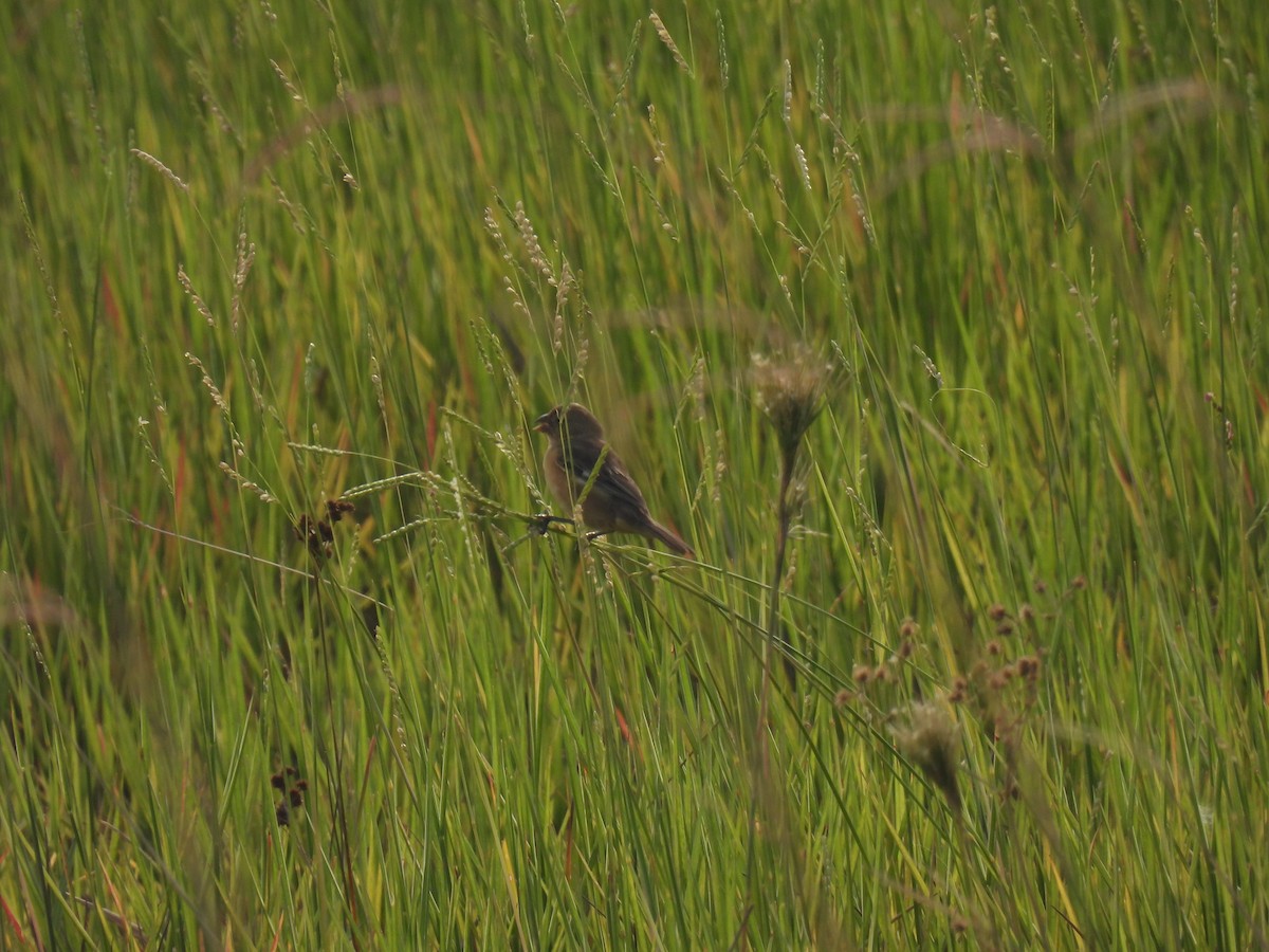 Tawny-bellied Seedeater - ML620418712