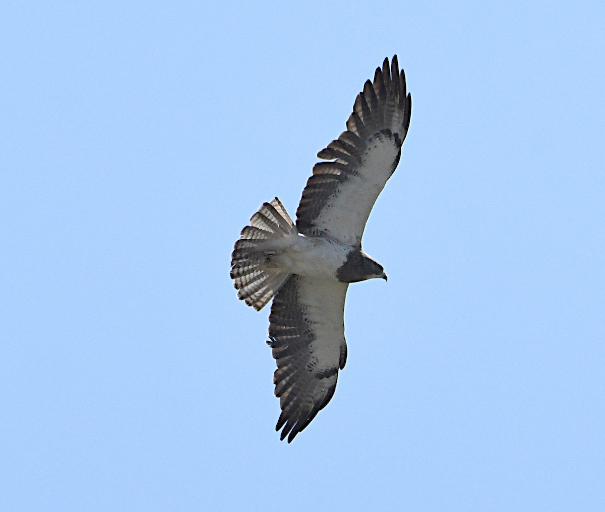 Swainson's Hawk - ML620418714