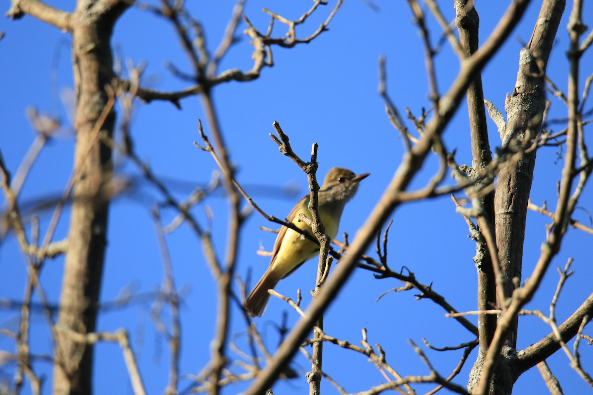 Great Crested Flycatcher - ML620418720