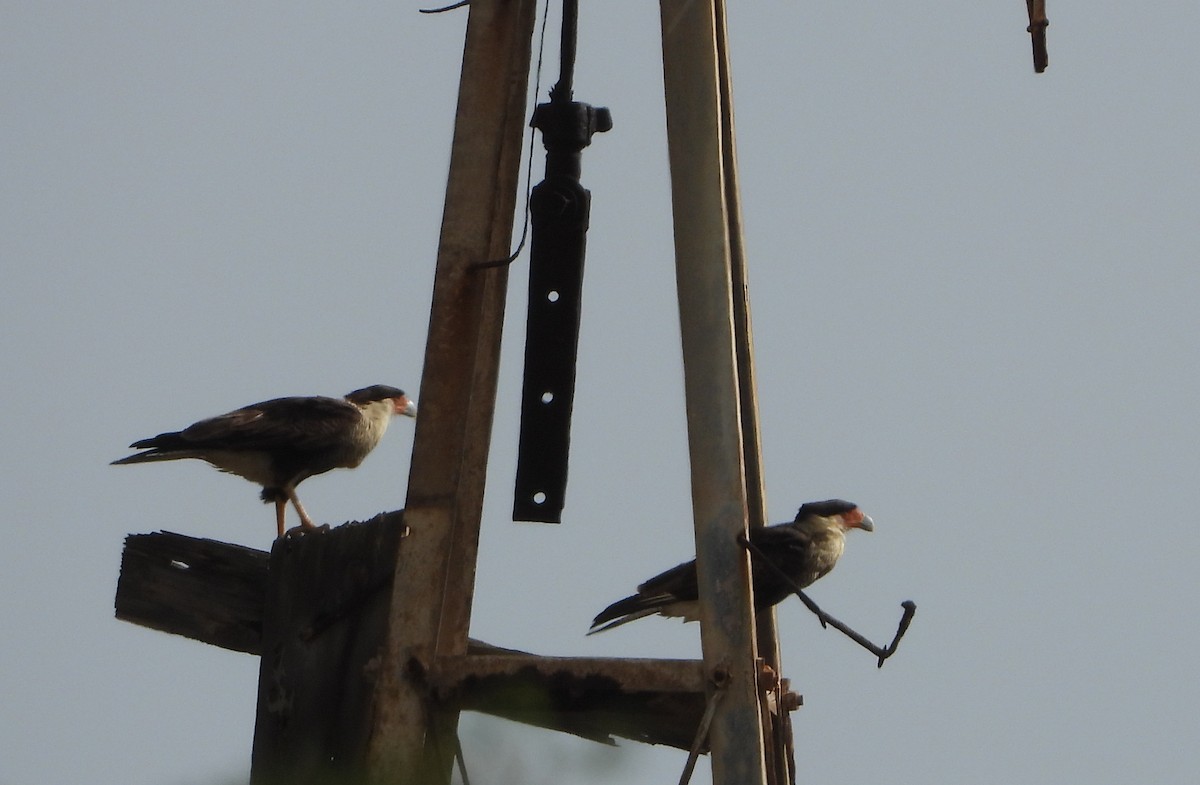 Crested Caracara - ML620418724