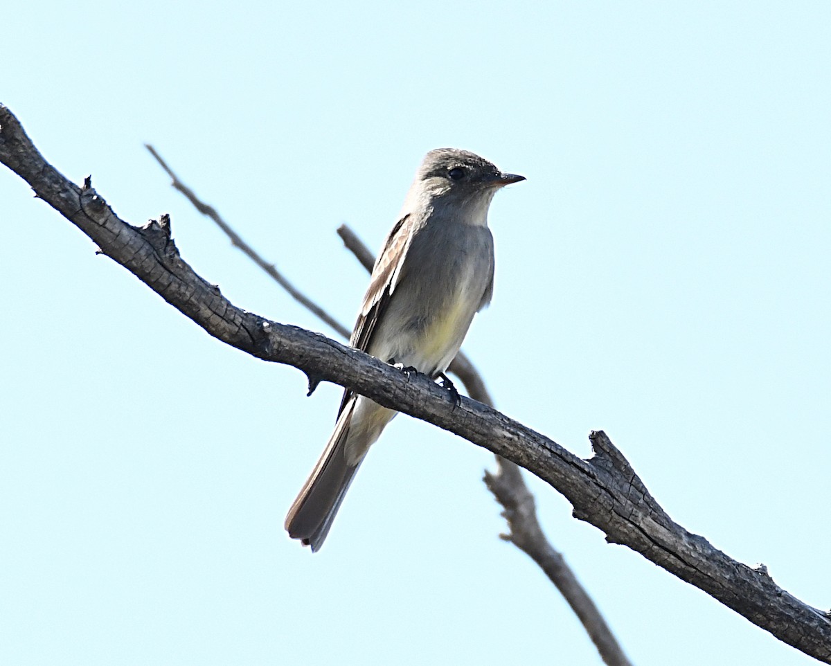 Western Wood-Pewee - ML620418728