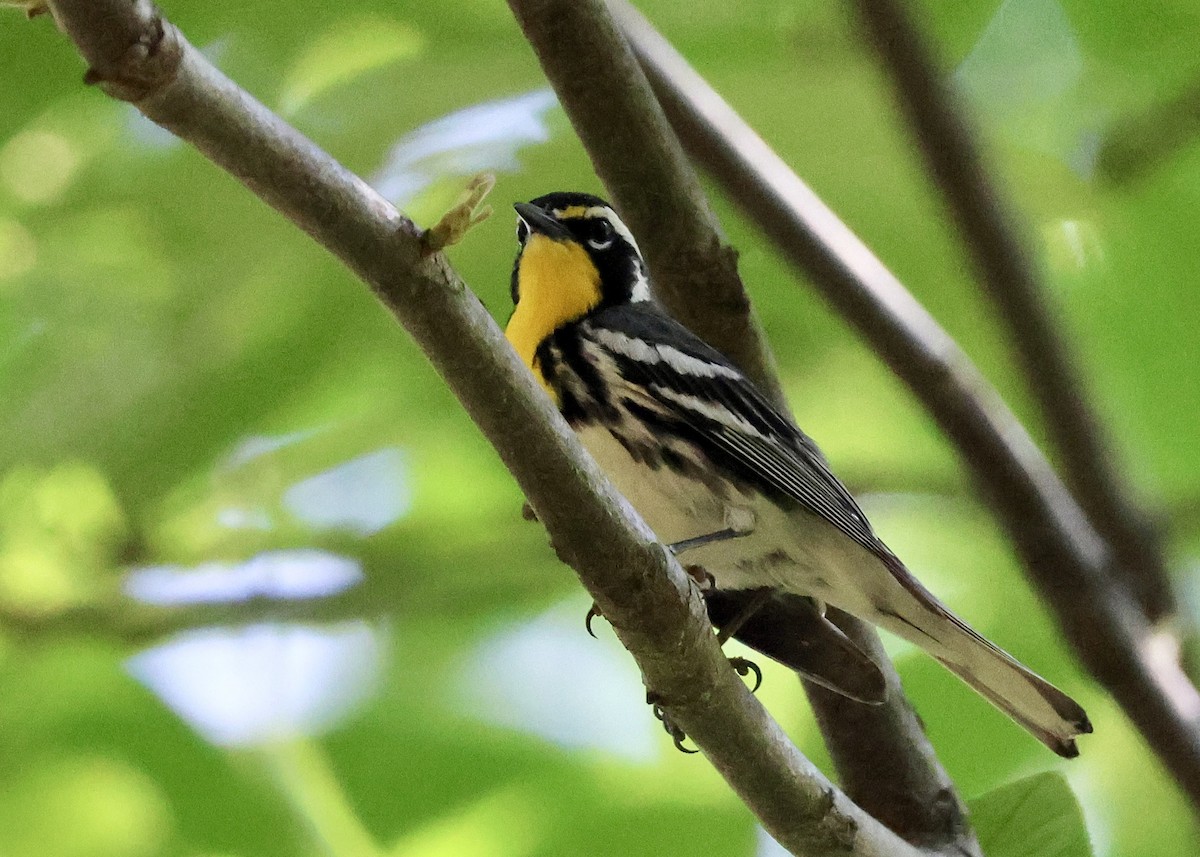 Yellow-throated Warbler - ML620418730